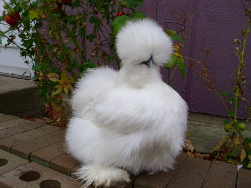 VJP Poultry New Ulm Show 037