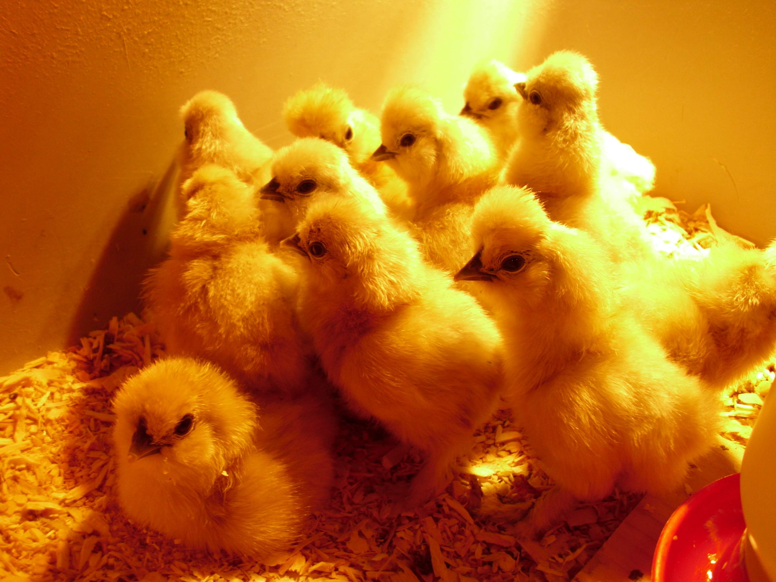 Chicken Learning Center – VJP Poultry
