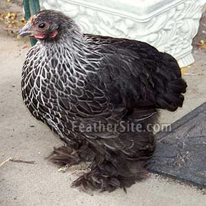 bantam cochin