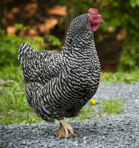 barred plymouth rock