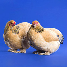 buff brahma bantam