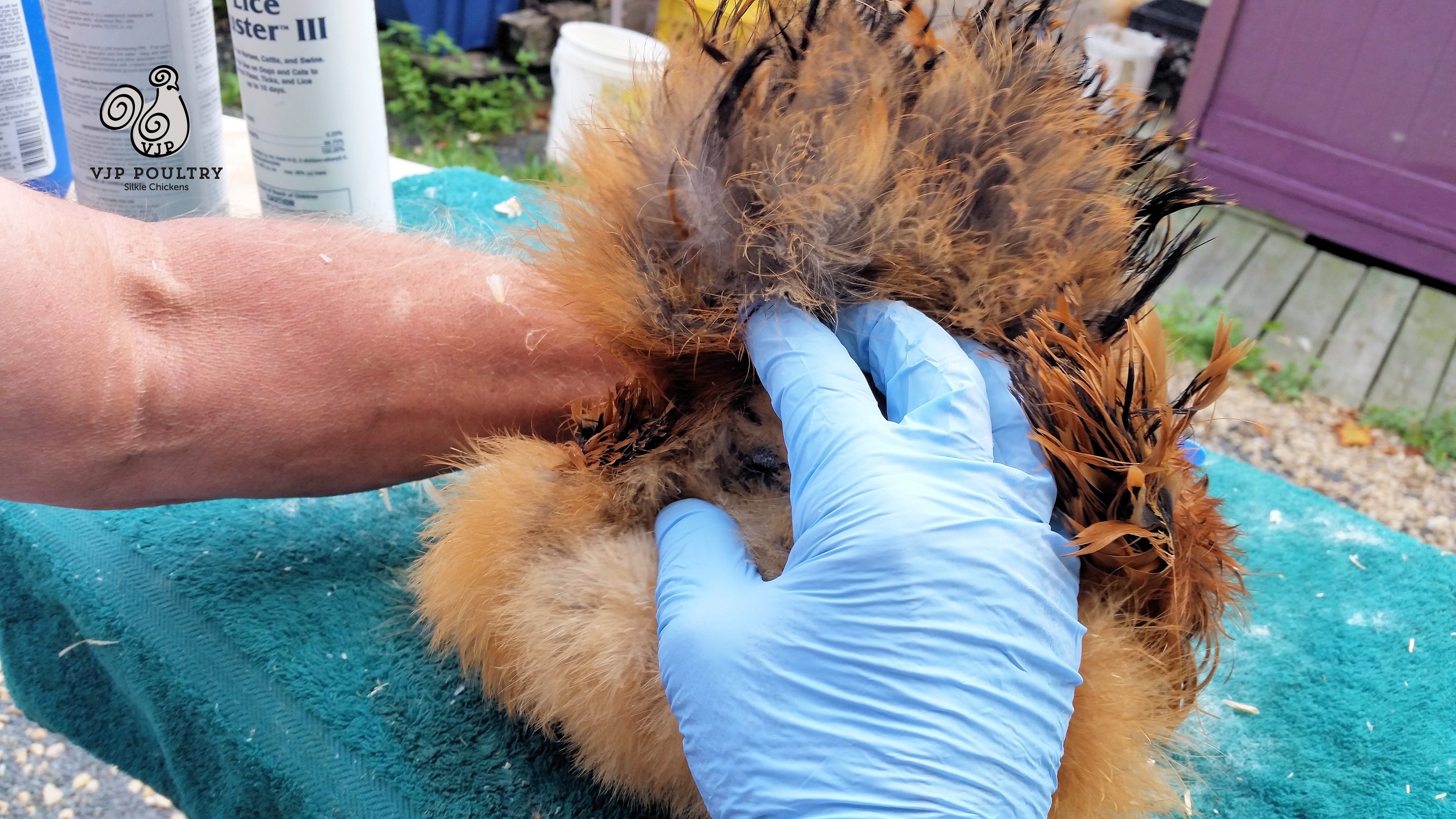 How To Check For Mites On A Silkie Chicken – VJP Poultry