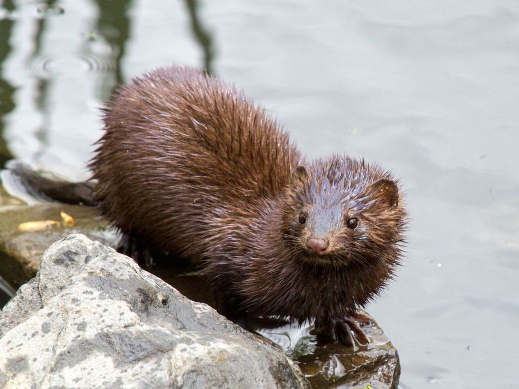 another mink