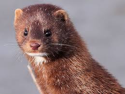 mink
