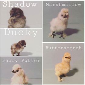 27849186_860120317525318_1757353654_n