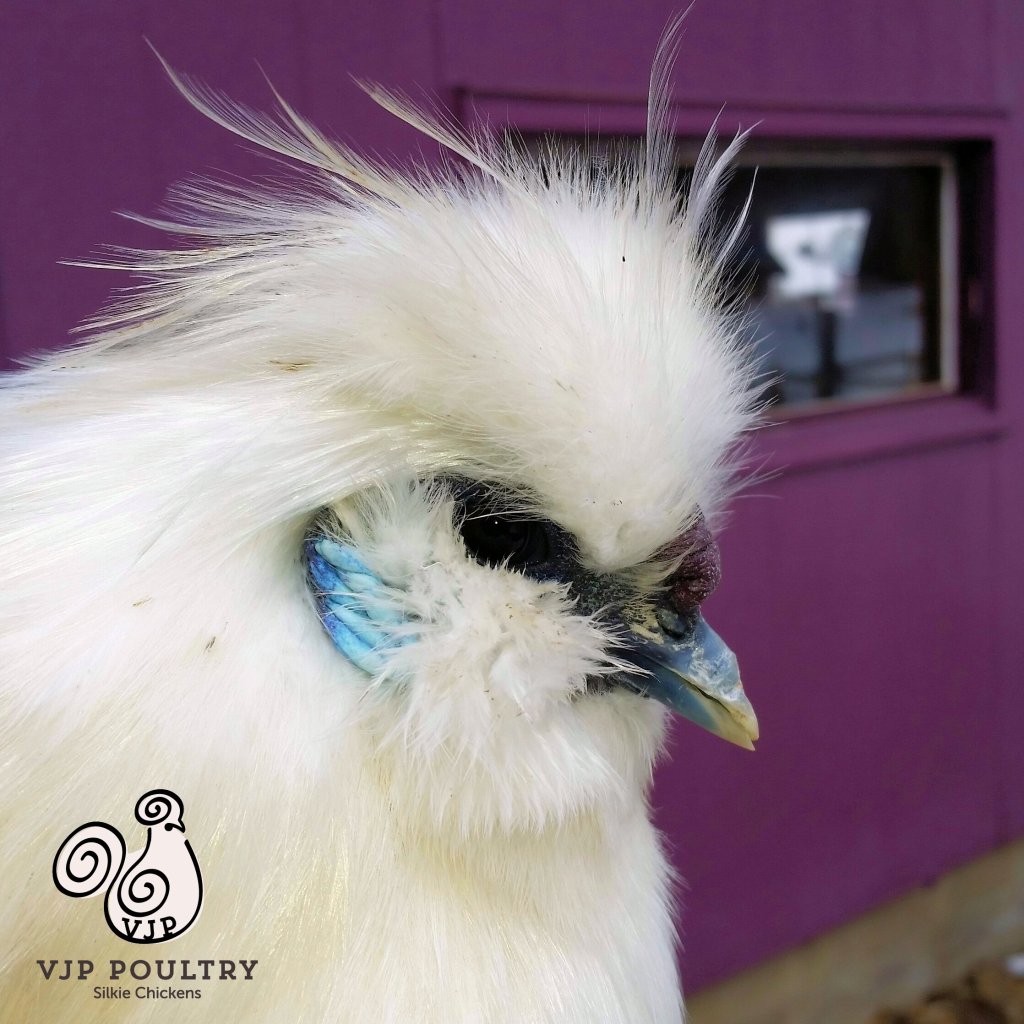 ear infections in chickens VJP Poultry