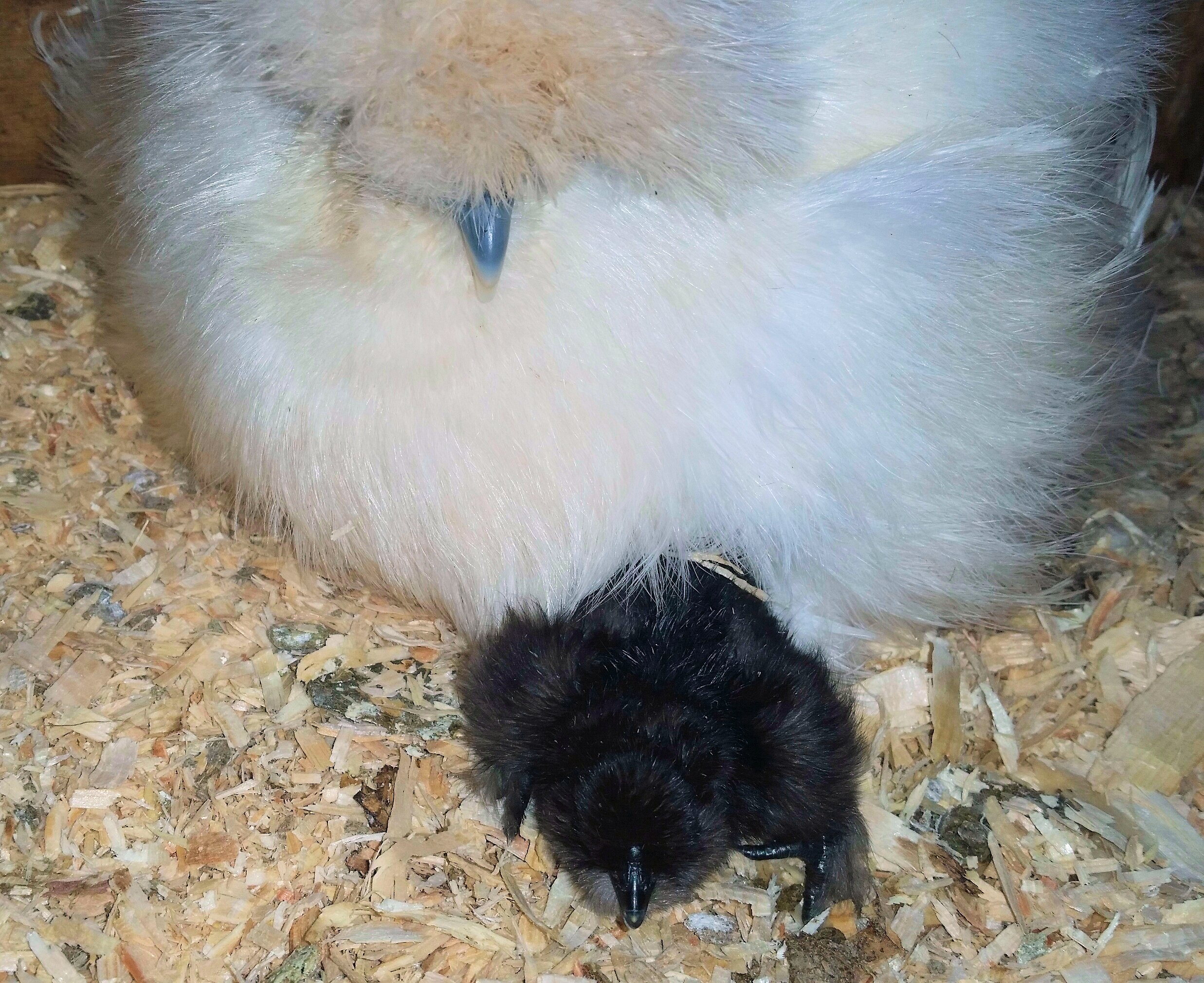 The Instincts of a Mother Hen – VJP Poultry