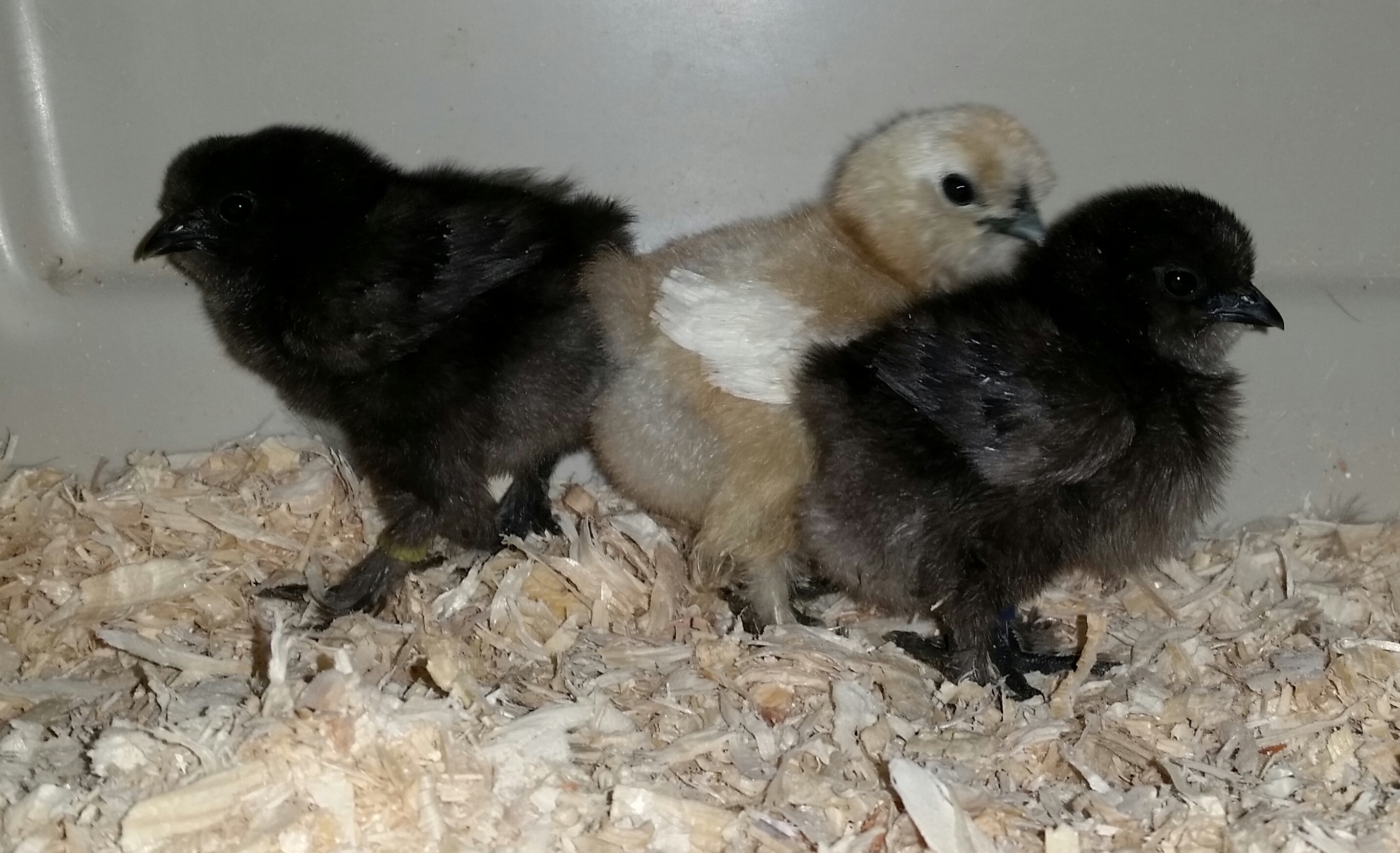 sexing silkie chicks – VJP Poultry