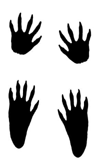 1516665071064535880345