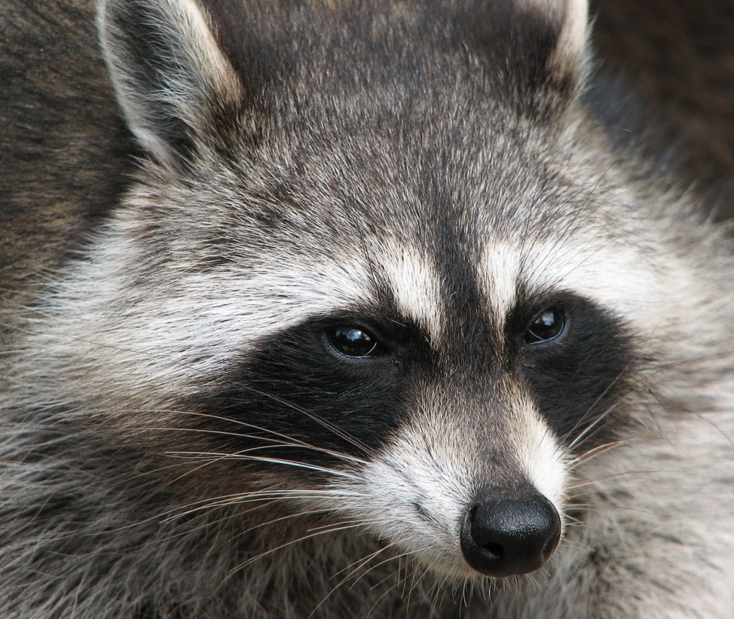 Raccoon_(Procyon_lotor)_2