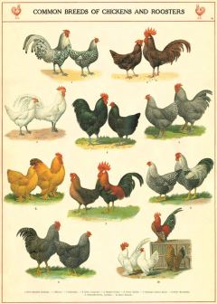 71CYe+eMjvL._SL1200_