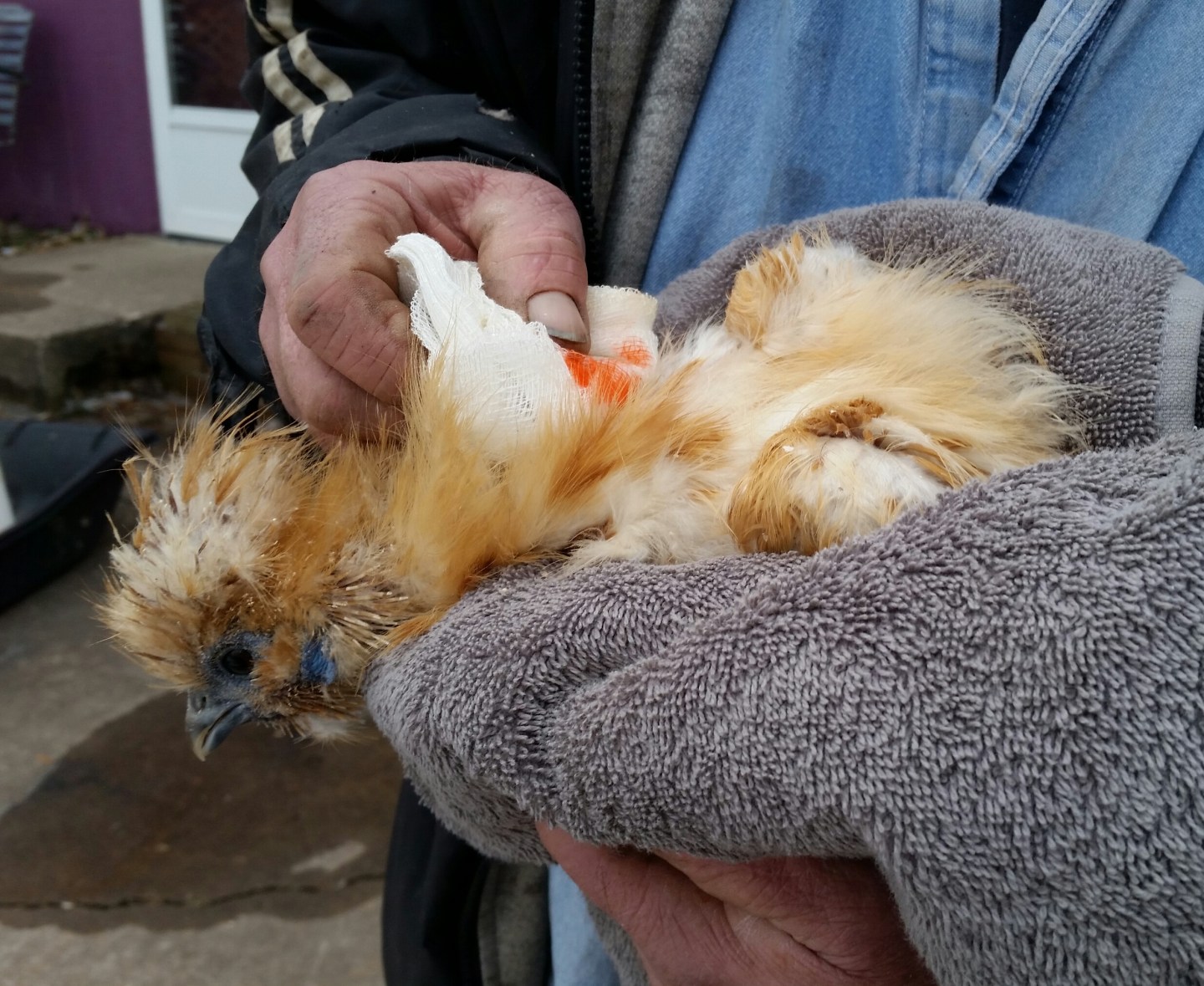 Rooster Injuries common chicken injuries – VJP Poultry