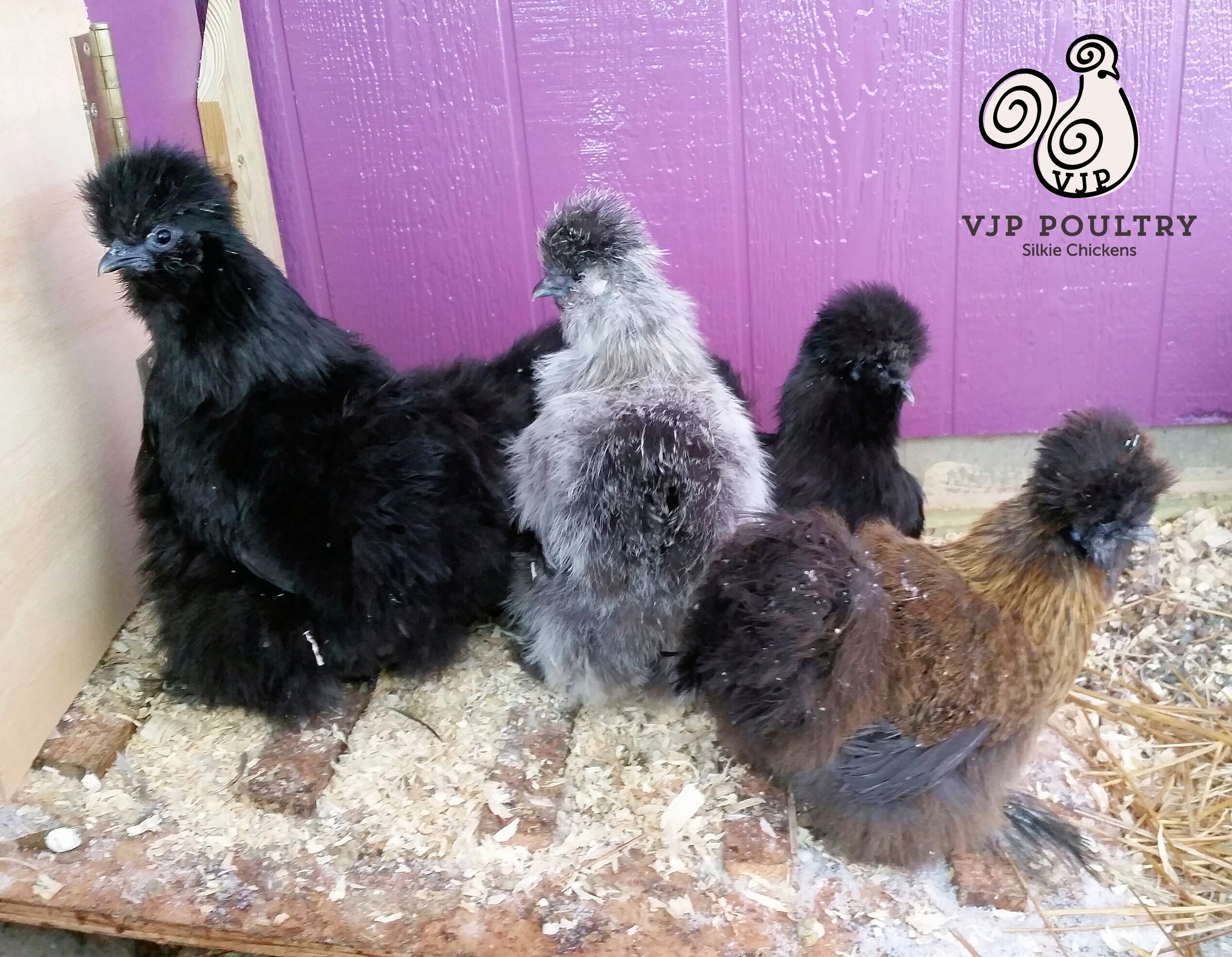 Chickens That Won’t Come in at Night VJP Poultry