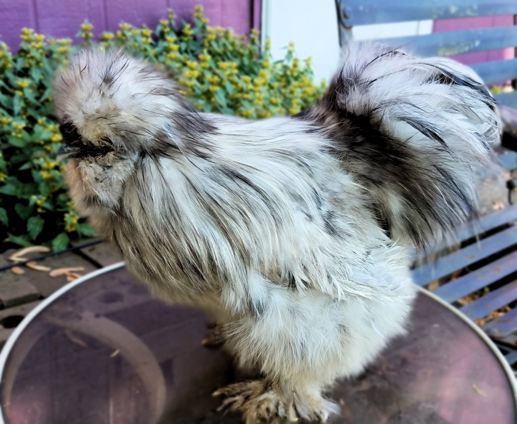 Silkie Color Varieties – VJP Poultry