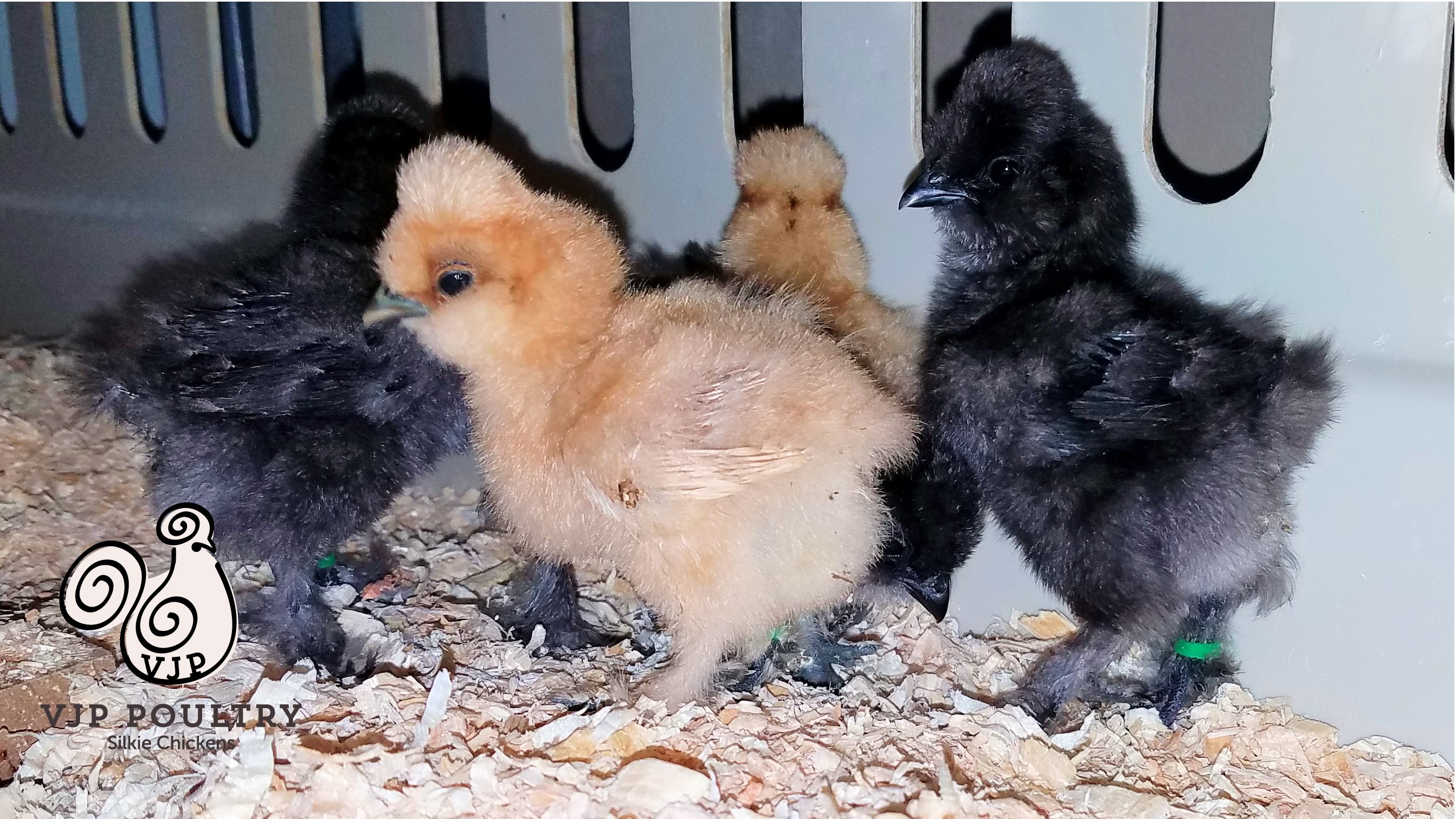 Silkie hens for sale near me