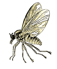 buffalognatsblackflies