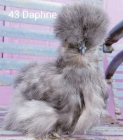 Daphne