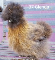 Glenda