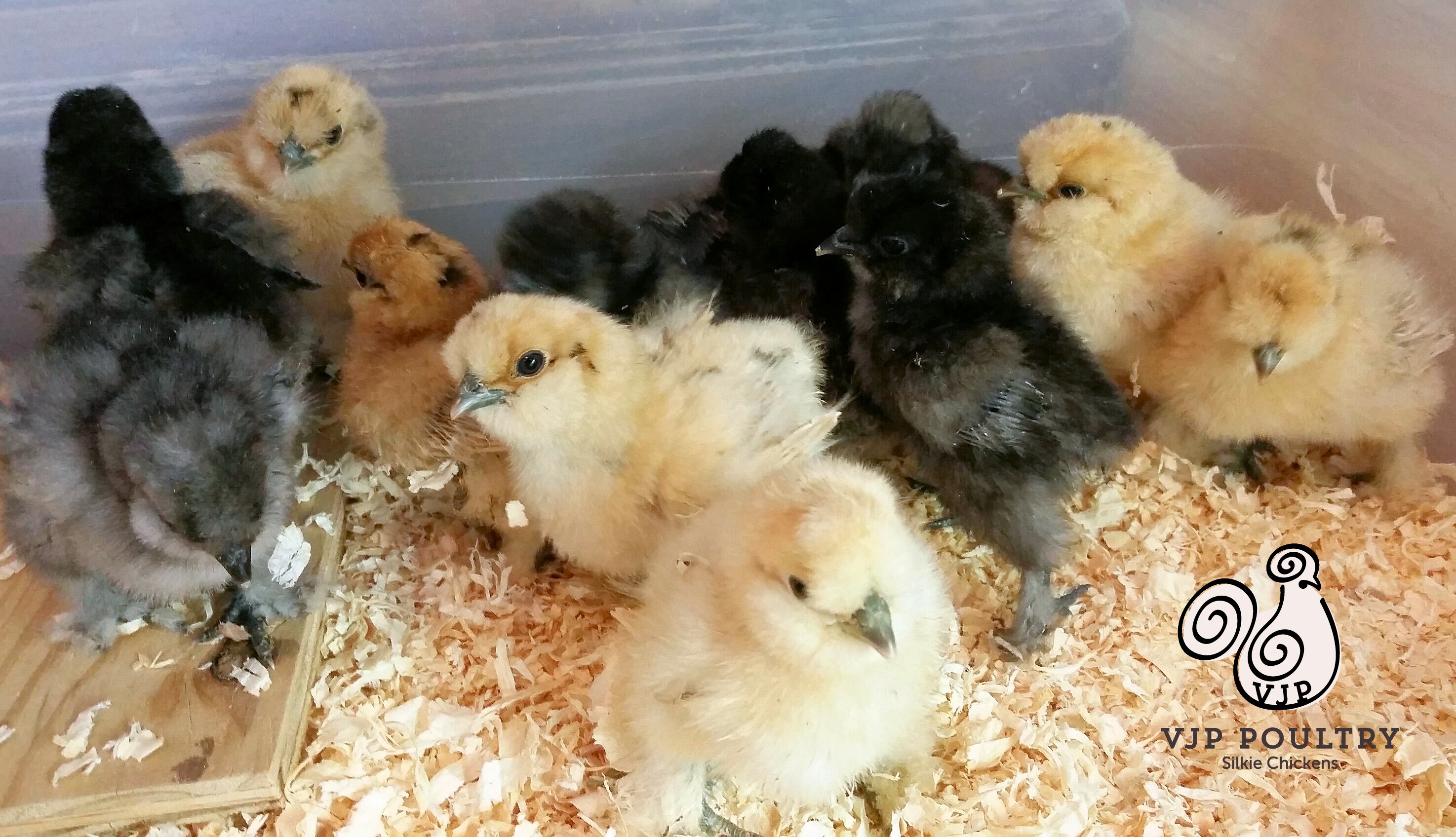 Silkies for sale near me