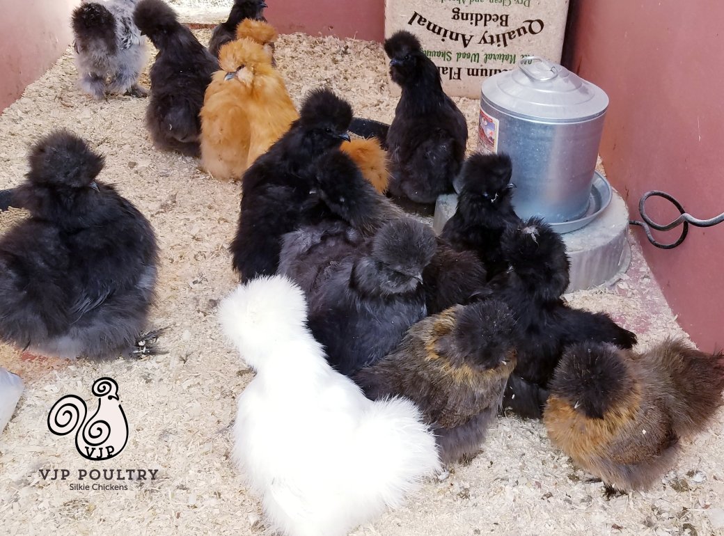 pullets 2-28-20