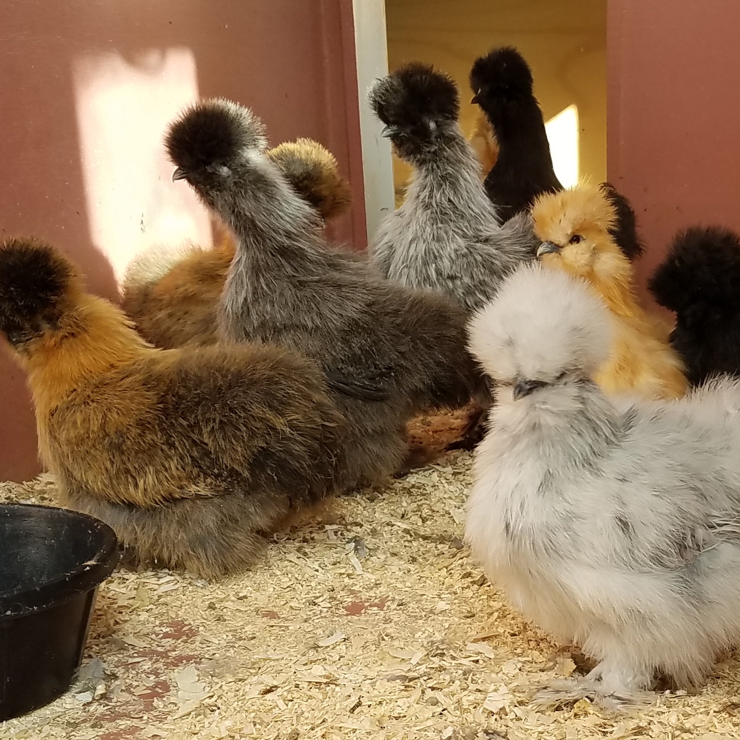 Silkies For Sale 10/15/20 VJP Poultry